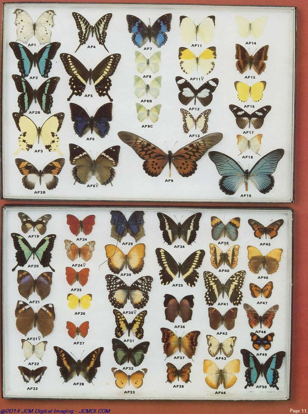 The Butterfly Company (NY) 20 page catalog 1978